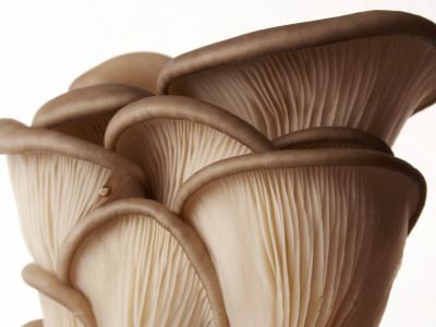 Oyster Mushrooms Against White Background by Brad Wenner Pricing Limited Edition Print image