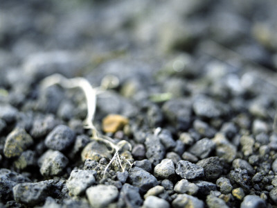 Dead Grass Stem On Stones by Atli Mar Pricing Limited Edition Print image