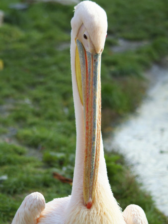 Pelican Portrait by Andrew Clark Pricing Limited Edition Print image