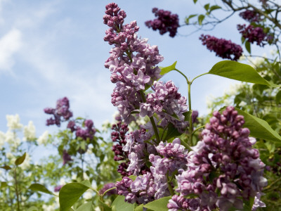 Lilacs In Bloom, Waldemarsudde In Stockholm, Sweden by Anna G Tufvesson Pricing Limited Edition Print image