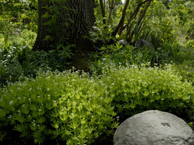 Stone, Tree And Flowers In A Garden, Stockholm by Anna G Tufvesson Pricing Limited Edition Print image