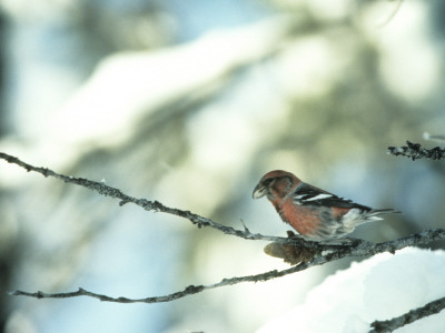 A Two-Barred Crossbill (Loxia Leucoptera) by Hannu Hautala Pricing Limited Edition Print image