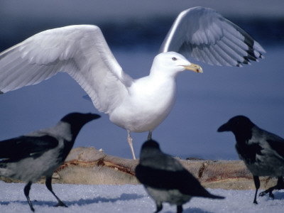 A Herring Gull Amongst Other Birds by Hannu Hautala Pricing Limited Edition Print image