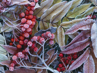 Icy Rowan Berries And Leaves by Jan Rietz Pricing Limited Edition Print image