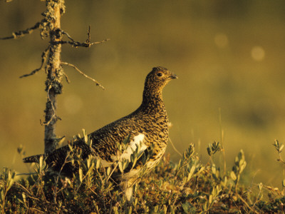 A Ptarmigan by Hannu Hautala Pricing Limited Edition Print image