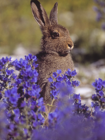 A Hare Among Blue Flowers, Sweden by Jorgen Larsson Pricing Limited Edition Print image