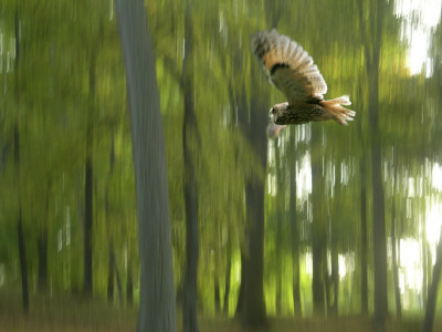 Owl Flying In A Forest by Jorgen Larsson Pricing Limited Edition Print image