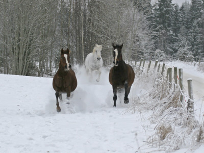 Three Horses Running In Snow by Jorgen Larsson Pricing Limited Edition Print image