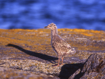 A Young Common Gull by Jorgen Larsson Pricing Limited Edition Print image