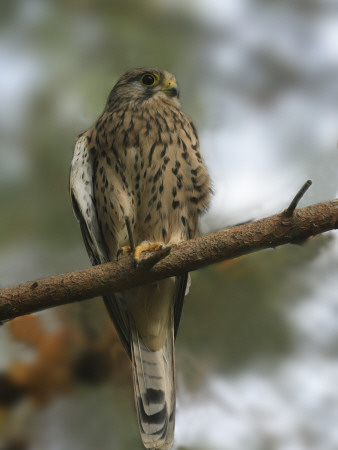 Close-Up Of A Common Kestrel (Falco Tinnunculus) Perching On A Branch by Jorgen Larsson Pricing Limited Edition Print image