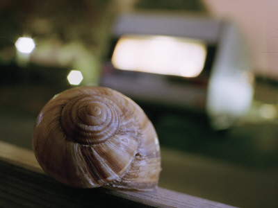 A Snail by Jens Olof Lasthein Pricing Limited Edition Print image