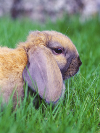 Close-Up Of A Rabbit In Grass (Oryctolagus Cuniculus) by Jorgen Larsson Pricing Limited Edition Print image