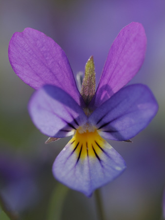 Close-Up Of A Heartsease (Viola Tricolor) Flower by Jorgen Larsson Pricing Limited Edition Print image