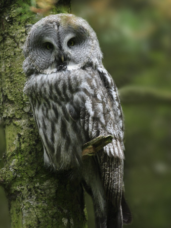 Close-Up Of An Owl Perching On A Tree Branch by Jorgen Larsson Pricing Limited Edition Print image