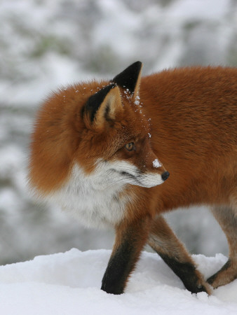 Red Fox (Vulpes Vulpes) Standing In Snow by Jorgen Larsson Pricing Limited Edition Print image