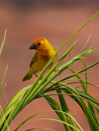 Close-Up Of A Bird Perching On Grass by Jorgen Larsson Pricing Limited Edition Print image