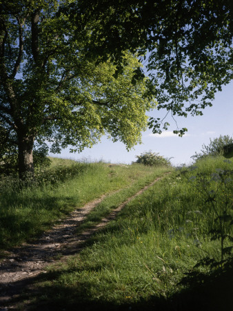 Path In Shade Of Trees by Lena Paterson Pricing Limited Edition Print image