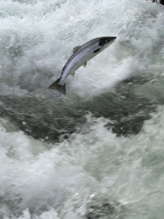 A Salmon Jumping Out Of Water by Larus Karl Ingasson Pricing Limited Edition Print image