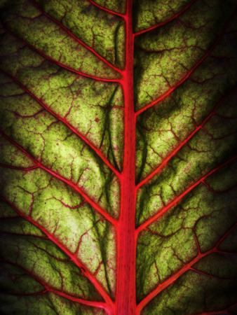 Close-Up Of The Veins Of A Leaf by Lasse Pettersson Pricing Limited Edition Print image
