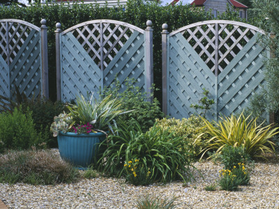 Seaside Garden - Blue Painted Wooden Trellis Fence And Windbreak In Gravel Garden by Clive Nichols Pricing Limited Edition Print image