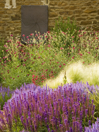 Wall With Bronze Leaf Plaque, Stipa Tenuissima, Salvia X Superba And Knautia Macedonica by Clive Nichols Pricing Limited Edition Print image