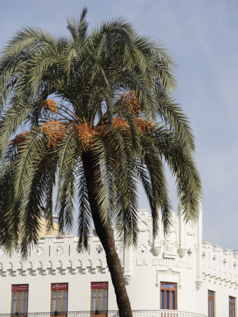 Plaza Del Ayuntamiento With Palm Tree And White Facade, Valencia Spain by David Borland Pricing Limited Edition Print image