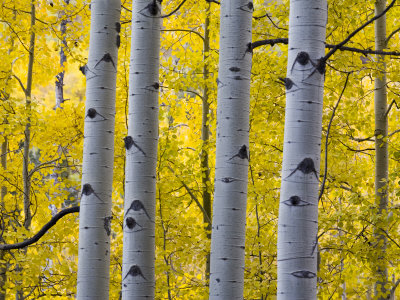 Autumn Aspen Stand, Yankee Boy Basin, Colorado, Usa by Terry Eggers Pricing Limited Edition Print image