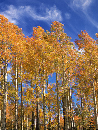 Fall Aspen Trees In Fish Lake Mountains, Utah, Usa by Michael Defreitas Pricing Limited Edition Print image