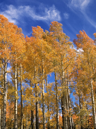 Fall Aspen Trees In Fish Lake Mountains, Utah, Usa by Michael Defreitas Pricing Limited Edition Print image