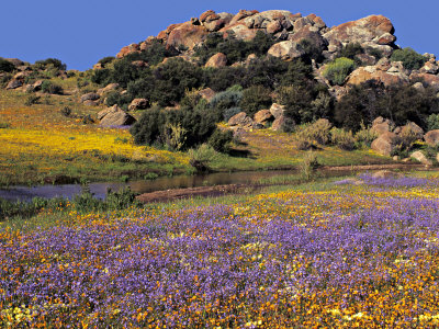 Wildflowers Flourish, Namaqualand, Northern Cape Province, South Africa by Charles Crust Pricing Limited Edition Print image