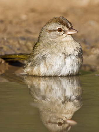 Olive Sparrow, South Texas, Usa by Larry Ditto Pricing Limited Edition Print image