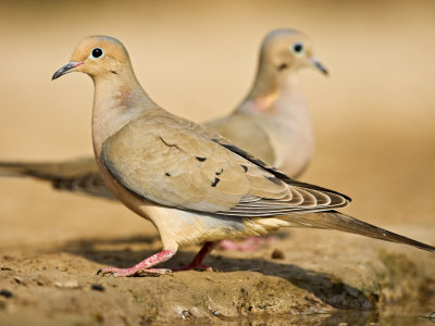Mourning Dove, South Texas, Usa by Larry Ditto Pricing Limited Edition Print image