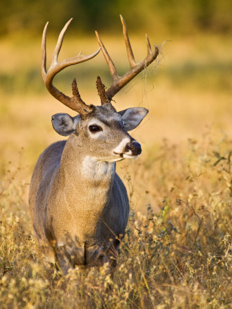 White-Tailed Deer, South Texas, Usa by Larry Ditto Pricing Limited Edition Print image