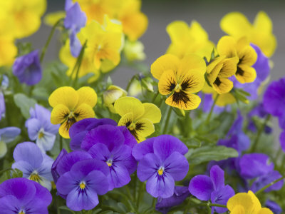 Lavendar And Yellow Pansies, Seattle, Washington, Usa by Terry Eggers Pricing Limited Edition Print image