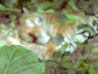 Sleeping Tiger, Laos by Eloise Patrick Pricing Limited Edition Print image