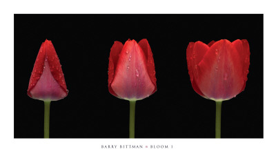 Bloom I by Barry Bittman Pricing Limited Edition Print image