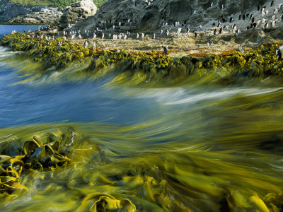 Snares Crested Penguins On The Kelp Lined Coast Of Snares Island by Frans Lanting Pricing Limited Edition Print image