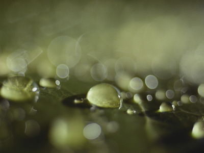 Rain Drops Landing On A Green Surface by Todd Gipstein Pricing Limited Edition Print image