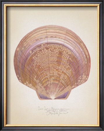 Saucer Scallop by Richard Van Genderen Pricing Limited Edition Print image