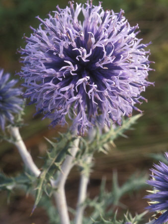 Flower Of Echinops Ritro, L'oursin Bleu, Or Globe Thistle by Stephen Sharnoff Pricing Limited Edition Print image