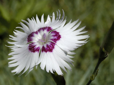 Close-Up Of A Flower, Dianthus Plumerius, Deptford Pink by Stephen Sharnoff Pricing Limited Edition Print image