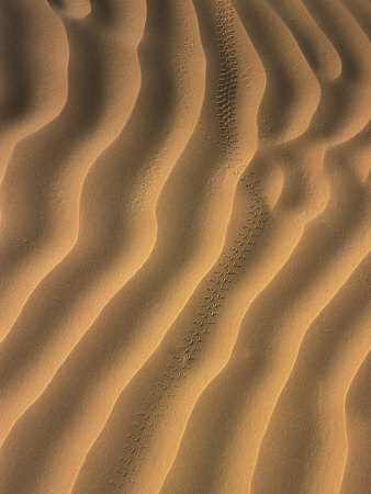 Close-Up Of Sand Dune Ripples With Tracks Of A Small Animal by Stephen Sharnoff Pricing Limited Edition Print image