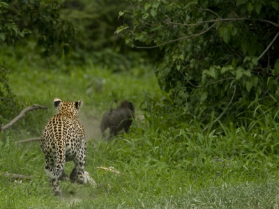 Leopard Chasing A Warthog That It Is Hunting by Beverly Joubert Pricing Limited Edition Print image