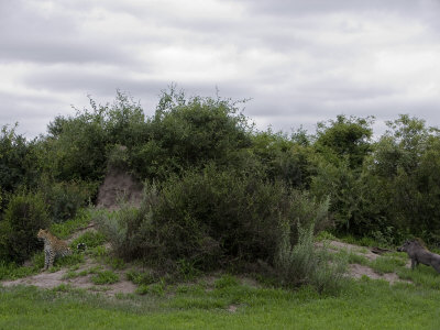 Alert Leopard Rests At The Edge Of A Stand Of Brush by Beverly Joubert Pricing Limited Edition Print image