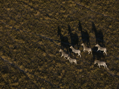 Aerial View Of A Group Of Burchell's Zebras Walking Through Grasslands by Beverly Joubert Pricing Limited Edition Print image