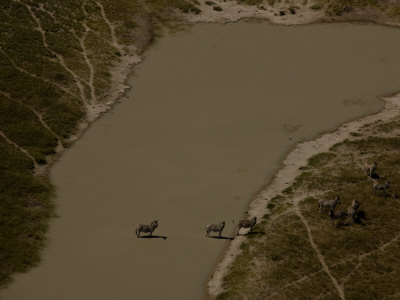 Aerial Of Burchell's Zebras At A Watering Hole by Beverly Joubert Pricing Limited Edition Print image