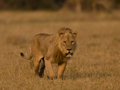 Male African Lion, Panthera Leo, In Golden Grasslands by Beverly Joubert Pricing Limited Edition Print image