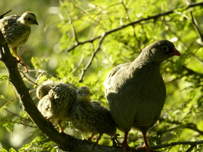 Red Billed Francolin (Pternistis Adspersus) With Chicks by Beverly Joubert Pricing Limited Edition Print image