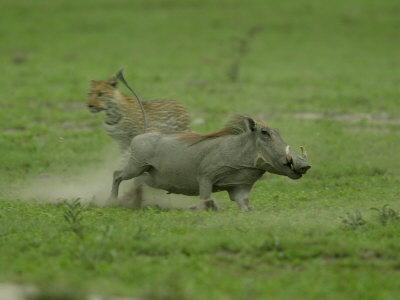 Leopard (Panthera Pardus) Chases A Warthog by Beverly Joubert Pricing Limited Edition Print image