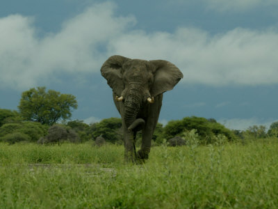 Elephant Walking Through Savannah by Beverly Joubert Pricing Limited Edition Print image